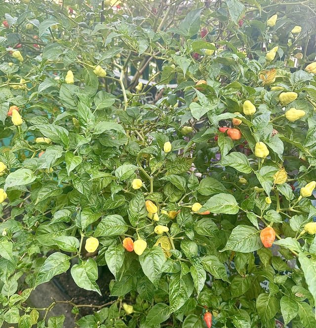 ​Hey everyone, I’m looking for business ideas utilizing the abundant habanero and Carolina Reaper peppers from my dad’s farm. Any suggestions?