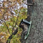 ​Large Hiking boot on a plaque with a “roof” over it hanging from a tree. Found on a hiking trail in Upstate NY.