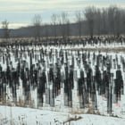 Sticks contained in mesh irregularly placed in the ground surrounded by fencing and a moat