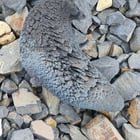 ​2 of these found by the train tracks (where two tracks cross at a near 90deg if that matters). Both roughly the same size. Moved one over a railroad tie for size comparison. Didn’t pick it up but heavy than it looks.