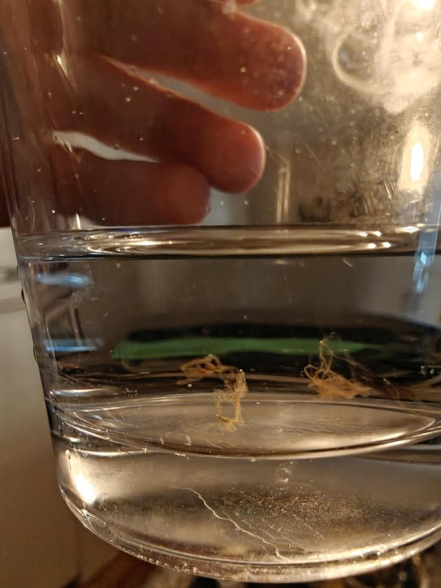 ​Anyone know what this is? It’s coming out of out filtered water spigot on our fridge. Located in Colorado. Each blob is about a half inch across or so